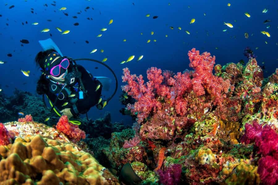 3 Fun Dives for Certified Diver Phi Phi islands &Shark Point - The boat ride and first hours at Phi Phi