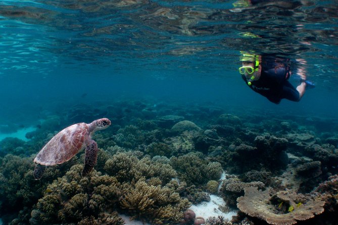 3 Night Ningaloo Reef Snorkel and Dive Getaway from Coral Bay - Key things to know before booking