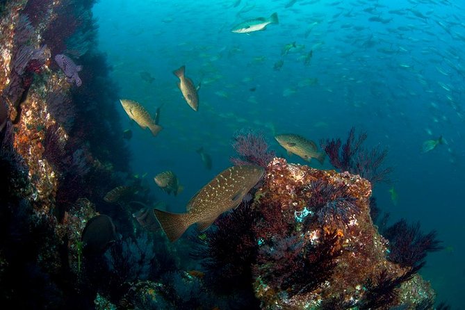 3-Tank Scuba in Marine Reserve and Corridor for Certified Divers - Why this three-tank plan makes sense in Cabo
