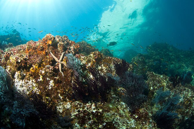 3-Tank Scuba in Marine Reserve and Corridor for Certified Divers - The Corridor adds a different setting