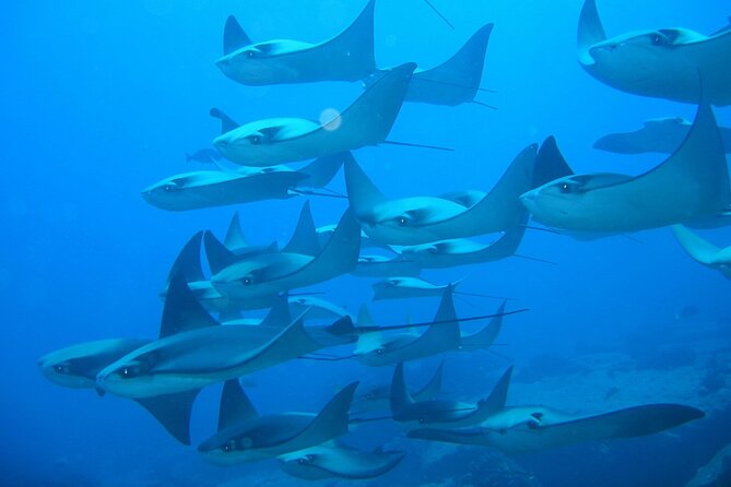 3-Tank Scuba in Marine Reserve and Corridor for Certified Divers - Three tanks mean a full, active morning