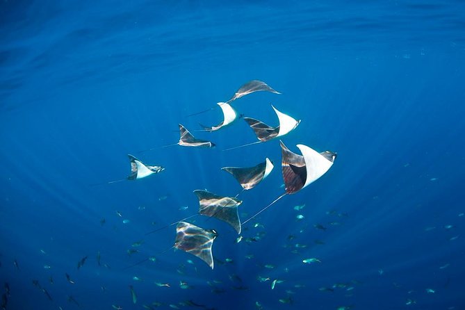 3-Tank Scuba in Marine Reserve and Corridor for Certified Divers - Who should book, and who should skip it