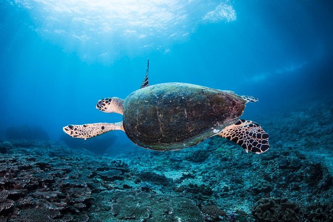 5 Fun Dives in Nusa Lembongan (for certified divers) - Swim with a Mola Mola - Manta Point and the main wildlife goal