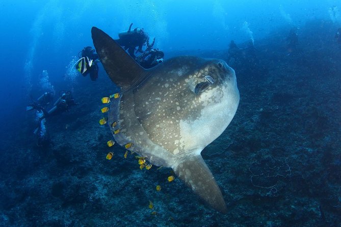5 Fun Dives in Nusa Lembongan (for certified divers) - Swim with a Mola Mola - Jungut Batu Beach keeps the package close to base