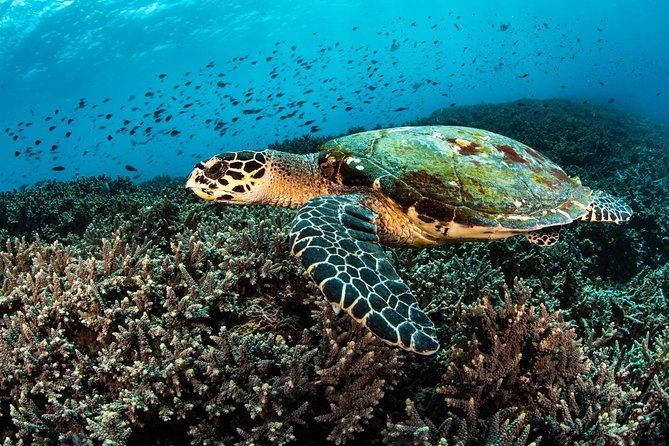 5 Fun Dives in Nusa Lembongan (for certified divers) - Swim with a Mola Mola - Equipment, facilities, and what your price covers