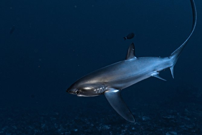 5 Fun Dives in Nusa Lembongan (for certified divers) - Swim with a Mola Mola - Crystal Bay and the seasonal mola mola chance