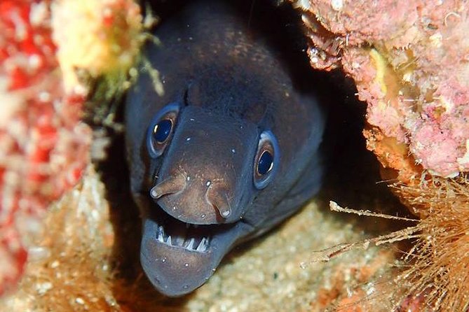 6 Diving Sites Scuba Diving Package in Gran Canaria - Starting at the Cordial Mogan Hotel