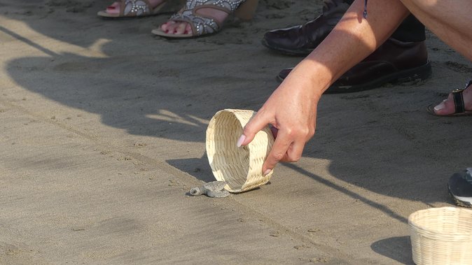 6Hr Cruise or Hotels City Tour, Divers, Baby Turtles Peace Chapel - The Chapel of Peace trades noise for wide city views