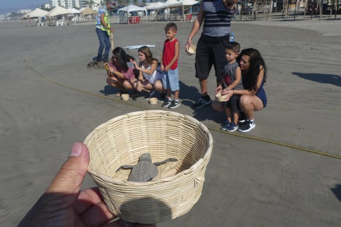 6Hr Cruise or Hotels City Tour, Divers, Baby Turtles Peace Chapel - Releasing baby turtles at Playa de Barra Vieja
