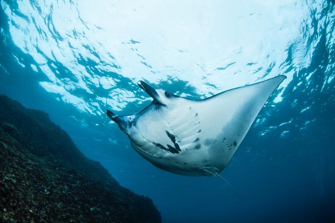 7 Fun Dives in Nusa Lembongan (for certified divers) - Premium Value Package - What seven guided sessions really gives you