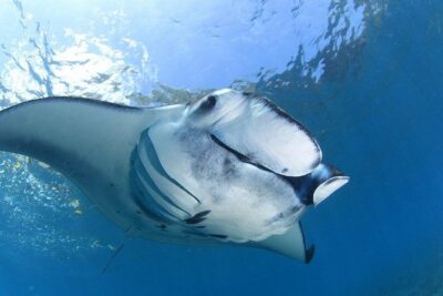 7 Fun Dives in Nusa Lembongan (for certified divers) – Premium Value Package