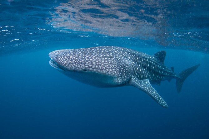 7 Fun Dives in Nusa Lembongan (for certified divers) - Premium Value Package - Equipment, guides, and the value of support