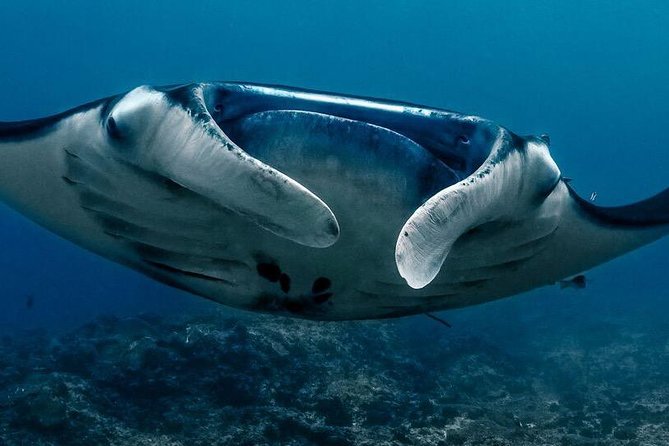 7 Fun Dives in Nusa Lembongan (for certified divers) - Premium Value Package - The center’s useful comforts