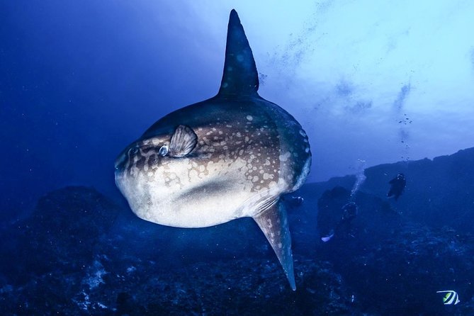 7 Fun Dives in Nusa Lembongan (for certified divers) - Premium Value Package - Fitness, certification, and the refresher rule