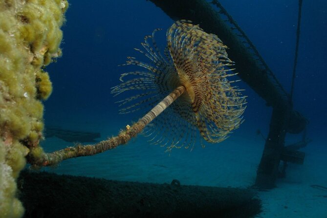 Adventure Dives for Certified Divers in Nea Makri, Athens - Schinias Beach and the shore option