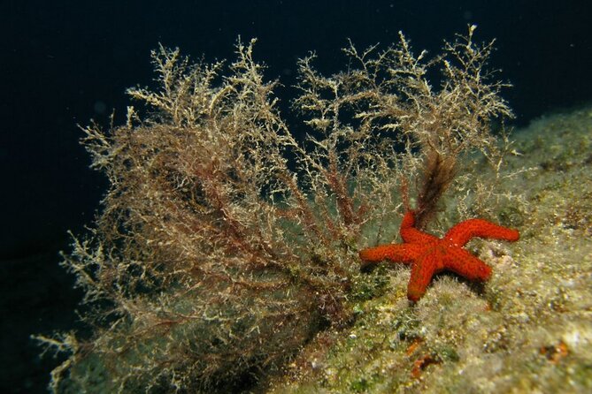 Adventure Dives for Certified Divers in Nea Makri, Athens - Wrecks, walls, caverns, and old maritime remains