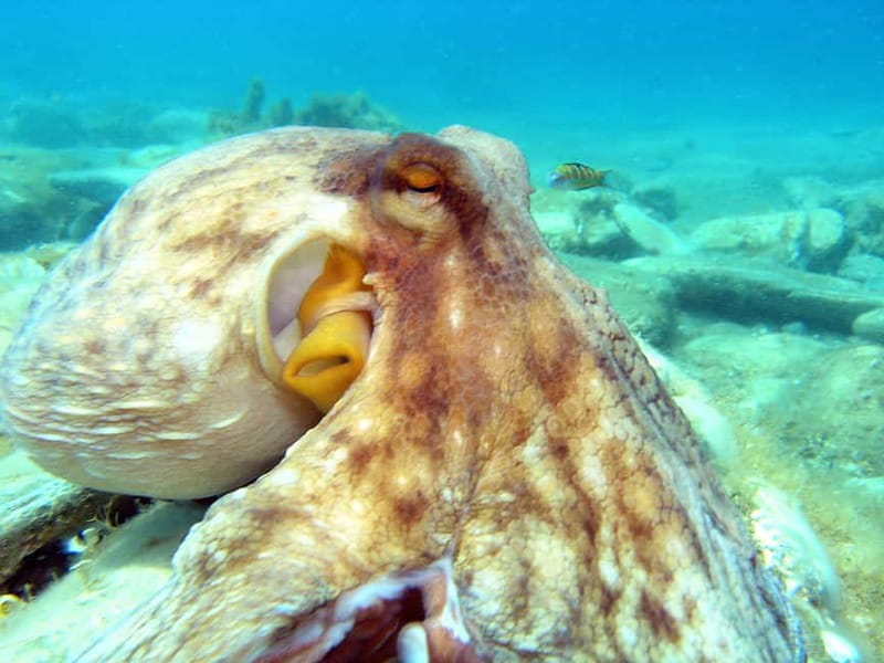Agia Pelagia: Introduction to Scuba Diving (2 Dives) - What happens during the 30-minute briefing