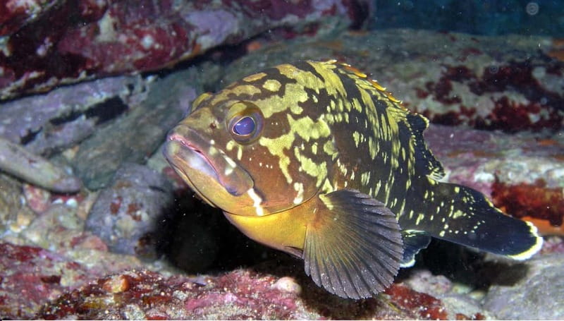 Agia Pelagia: Introduction to Scuba Diving Experience - Key points at a glance