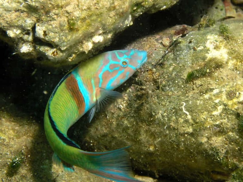 Agia Pelagia: Introduction to Scuba Diving Experience - What the 30-minute briefing covers
