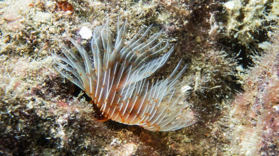 Alanya: 2 Guided Scuba Dives with Lunch and Hotel Transfers - Hotel pickup and the welcome at Alanya Harbor
