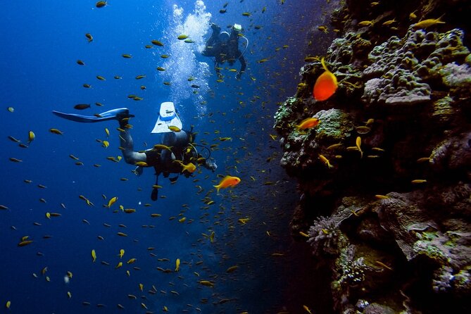 Alanya Scuba Diving Adventure: 2 Guided Dives with Lunch - What this Alanya boat trip is really like