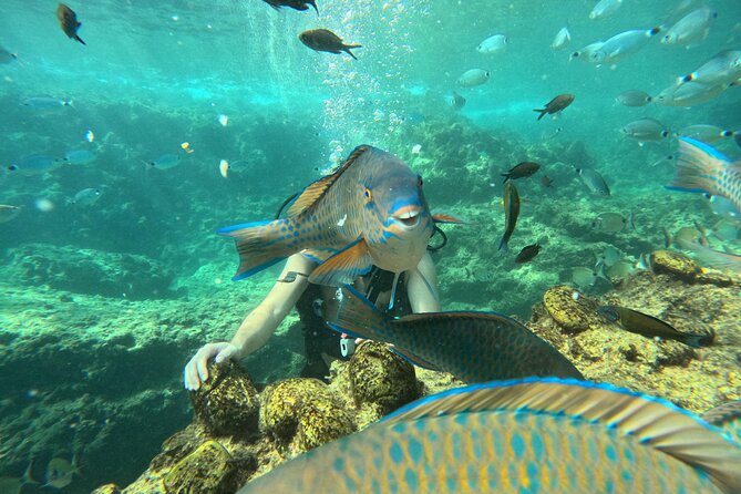 Alanya Scuba Diving for Beginners - The first underwater session