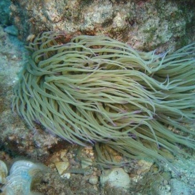 Alghero: discovery diving lesson for beginners - Who should book this experience?