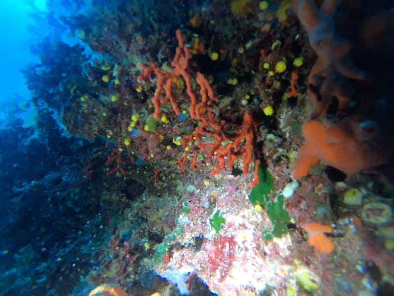 Alghero: Diving Experience - Why Capo Caccia is the right setting