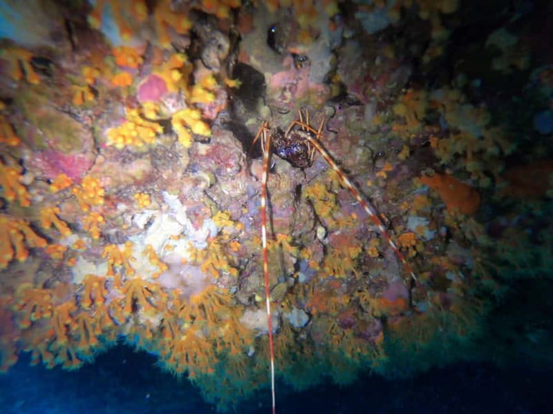 Alghero: Diving Experience - How the one-day itinerary works