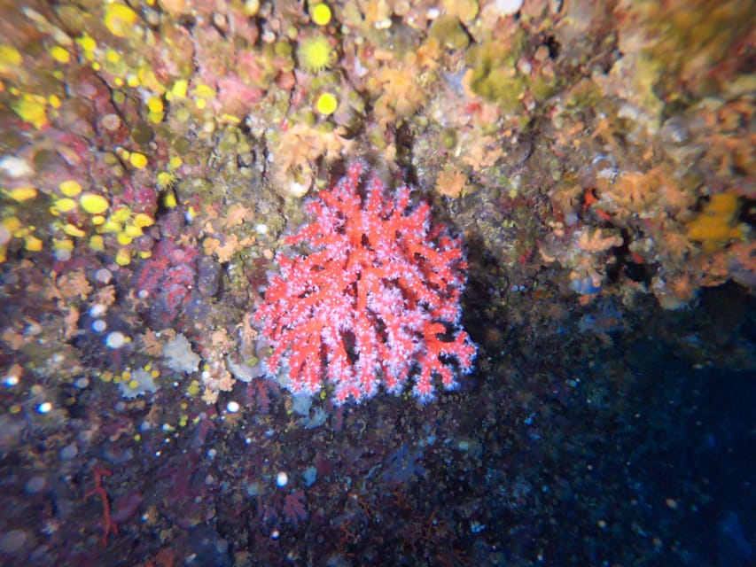 Alghero: Diving Experience - The small-group advantage