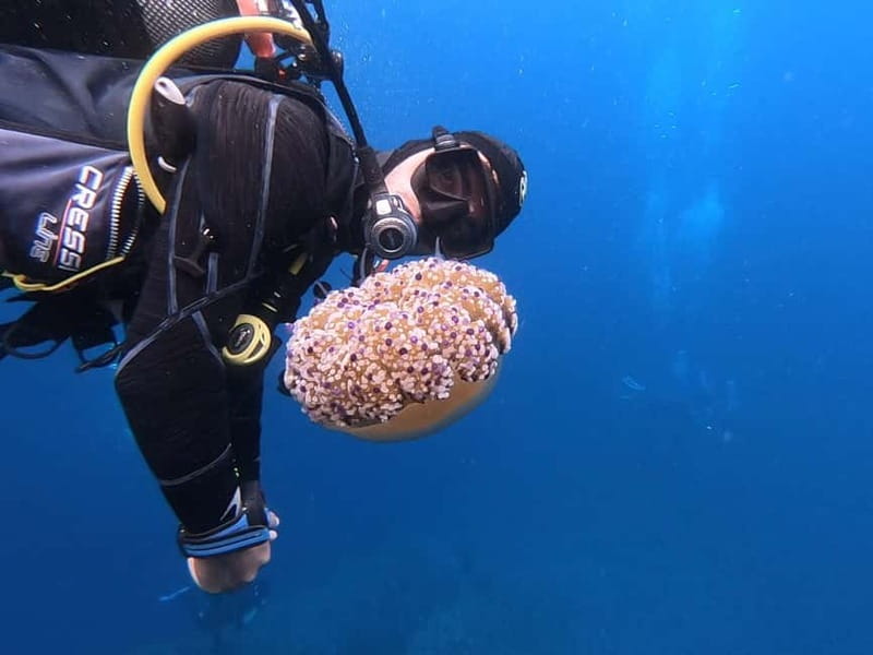 Alghero: Diving Experience - A short ride from Hotel Baia di Conte