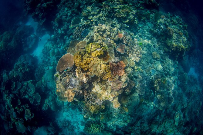 All Inclusive Great Barrier Reef Cruise w optional Scuba Diving - Barbecue lunch and snacks add real value