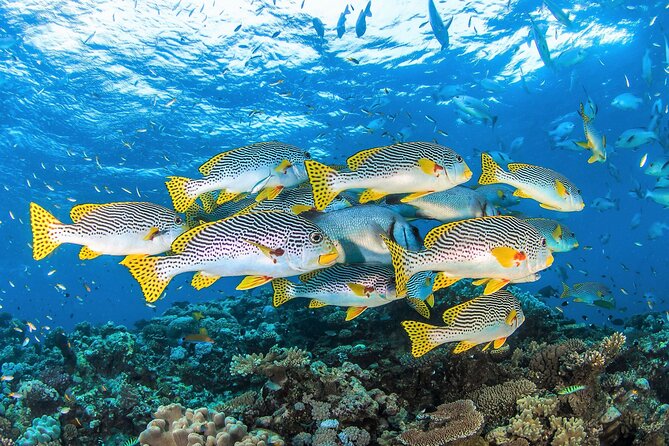 All Inclusive Great Barrier Reef Cruise w optional Scuba Diving - The boat ride needs honest consideration