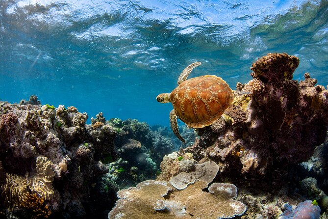 All Inclusive Great Barrier Reef Cruise w optional Scuba Diving - Who gets the best value from this Cairns reef trip