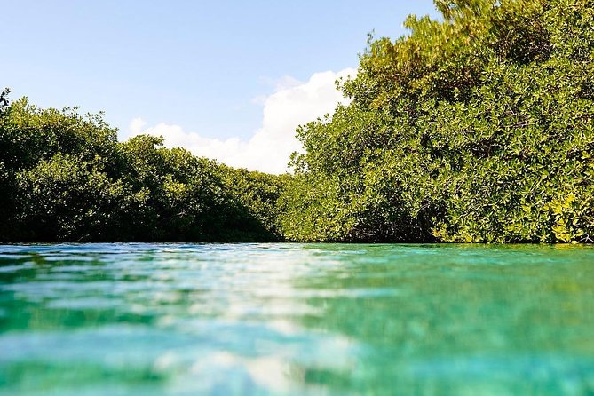 Amazing beginner dive in Tulum cenote (or refresher dive) - What you see below the surface