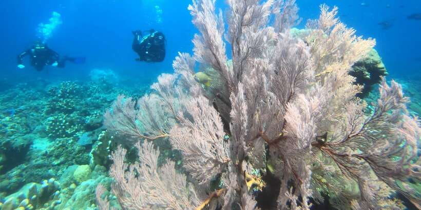 Amed: Guided Scuba Dive for Beginners/Non Certified divers - Why Amed works for a first scuba experience