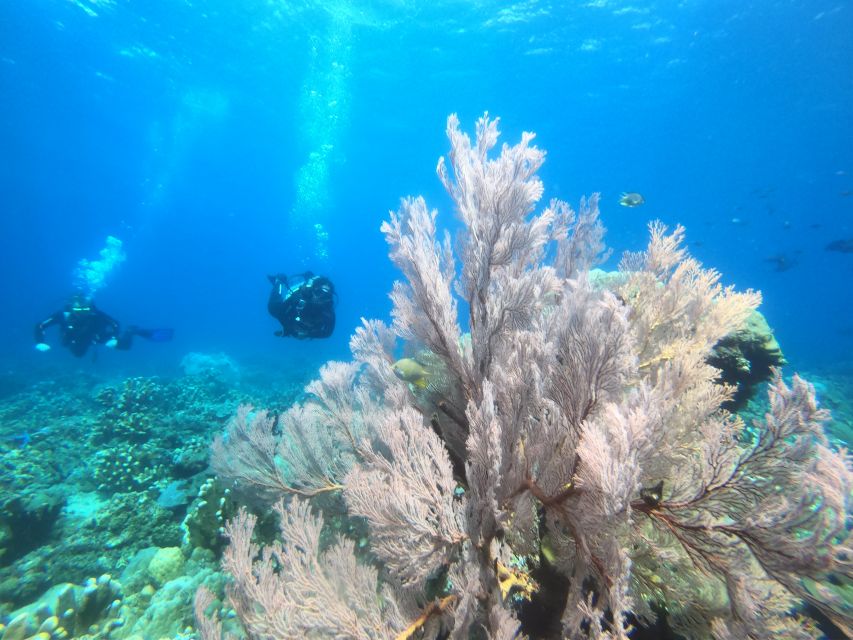 Amed: Guided Scuba Dive for Beginners/Non Certified divers - Who will get the most from this day