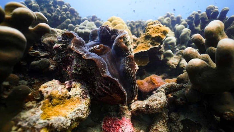 Andaman: Havelock Scuba Diving by PADI 5-Star Dive Center - Key points to know before booking
