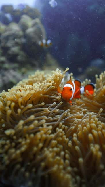 Andaman: Havelock Scuba Diving by PADI 5-Star Dive Center - Taking the boat to a nearby reef