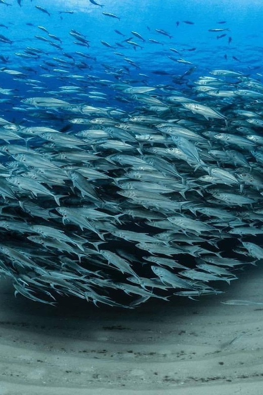 Antalya, Side and Alanya: Scuba Diving with Lunch & 2 Dives - Key points before you book