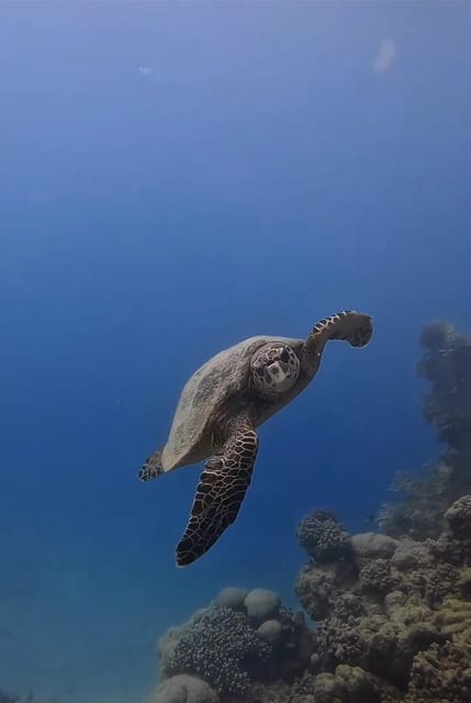 Antalya, Side and Alanya: Scuba Diving with Lunch & 2 Dives - The first session at about 6 meters