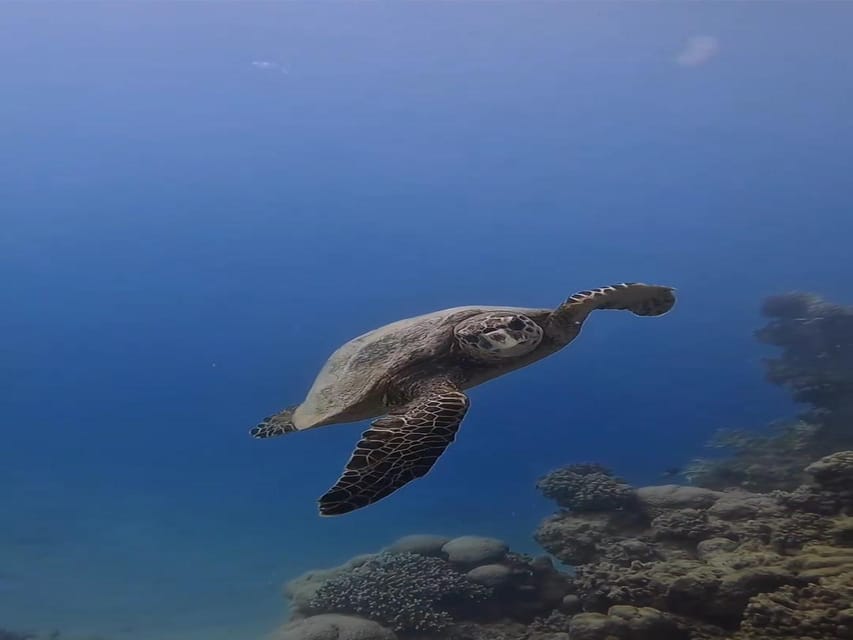 Antalya, Side and Alanya: Scuba Diving with Lunch & 2 Dives - Lunch and a break on the boat