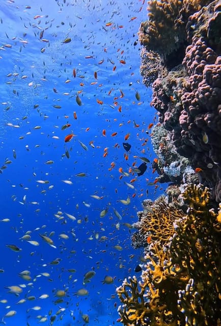 Antalya, Side and Alanya: Scuba Diving with Lunch & 2 Dives - Swimming, sea life, and time above water