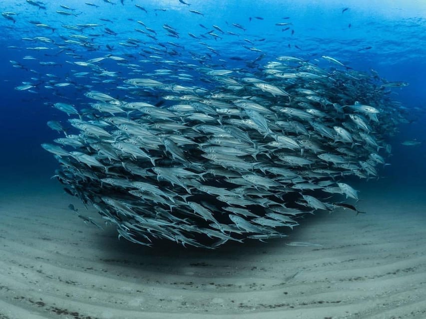 Antalya, Side and Alanya: Scuba Diving with Lunch & 2 Dives - Is $44 a good price?