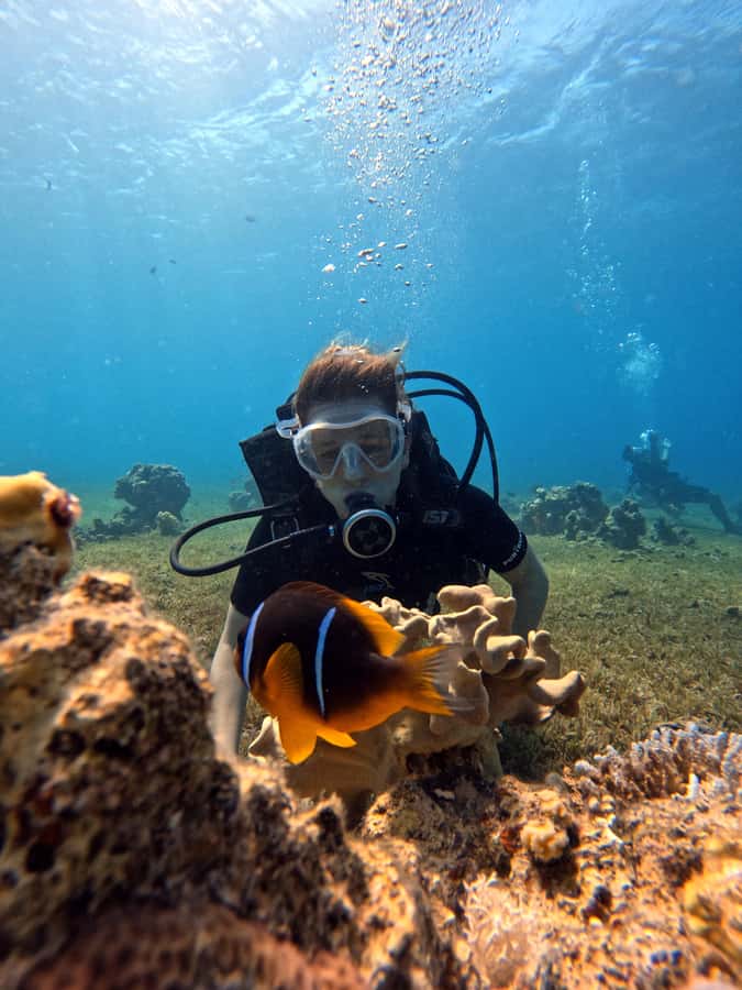 Aqaba: Private Red Sea Diving for Beginner or Experienced - Timing your session around flights and the heat