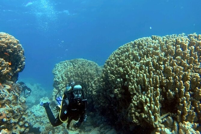 Aqaba Private Scuba Diving Activity with Pick Up - Why Aqaba’s underwater sights are worth your time