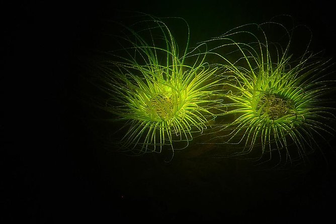 Aruba 1-Tank guided UV Night Dive for certified divers with rental equipment - What makes fluorescent night exploration different
