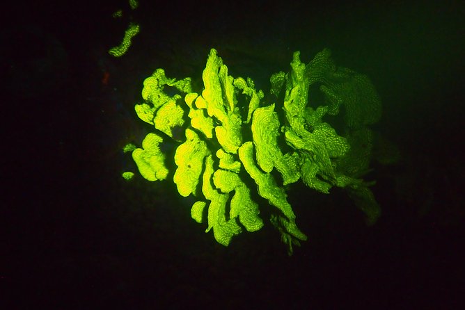 Aruba 1-Tank guided UV Night Dive for certified divers with rental equipment - The Hole in the Wall shore entry