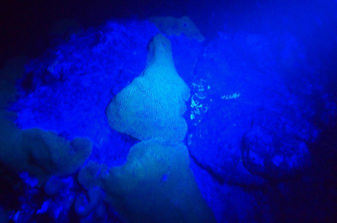 Aruba 1-Tank guided UV Night Dive for certified divers with rental equipment - Searching for coral recruits after sunset