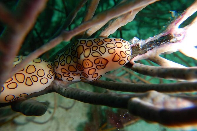 Aruba 2-Tank Dive Excursion for Certified Divers - Safety, supervision, and the limits of a group trip